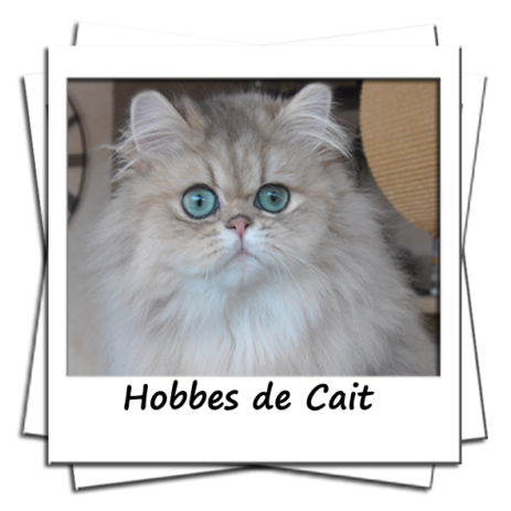 Hobbes De Cat, mâle persan blue golden shaded