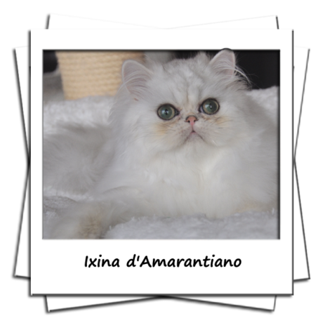 Ixina d'Amarantiano Femelle persane black chinchilla