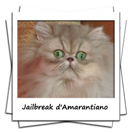 Jailbreak d'Amarantiano, femelle persane blue golden shaded