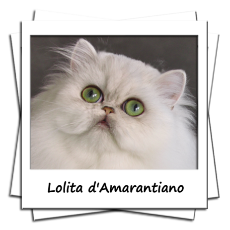 Lolita d'Amarantiano persane femelle black chinchilla