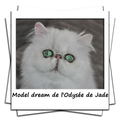 Model dream de l'odyssée de Jade femelle persane black chinchilla 