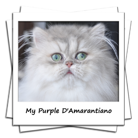 My Purple d'Amarantiano Femelle persane blue golden shell