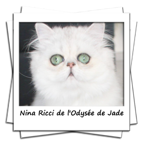 Nina Ricci de l'odysée de Jade femelle persane black chinchilla