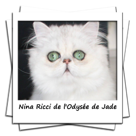 Nina Ricci de l'odyssée de jade femelle persane black chinchilla