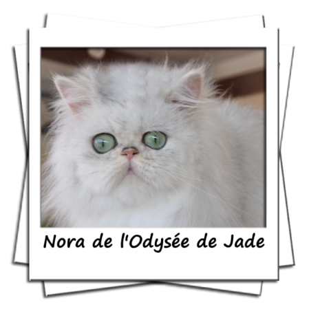 Nora de l'odyssée de Jade femelle persane black chinchilla