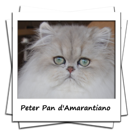 Peter Pan d'Amarantiano Mâle persan Blue golden shell