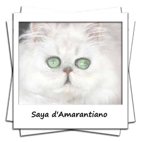 Saya d'Amarantiano femelle persane Black silver shaded