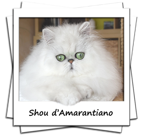 Shou d'Amarantiano Mâle persan black chinchilla 