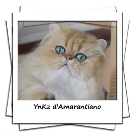 YnKz d'Amarantiano persan black golden shell